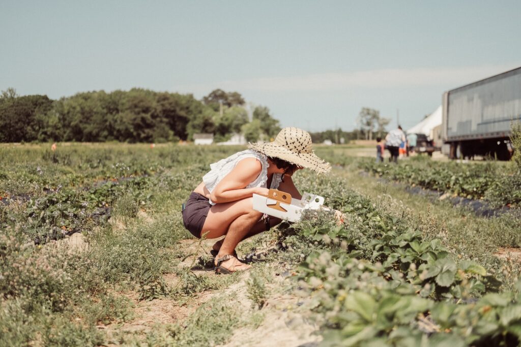 Woman in Straw Hat Picking Strawberries