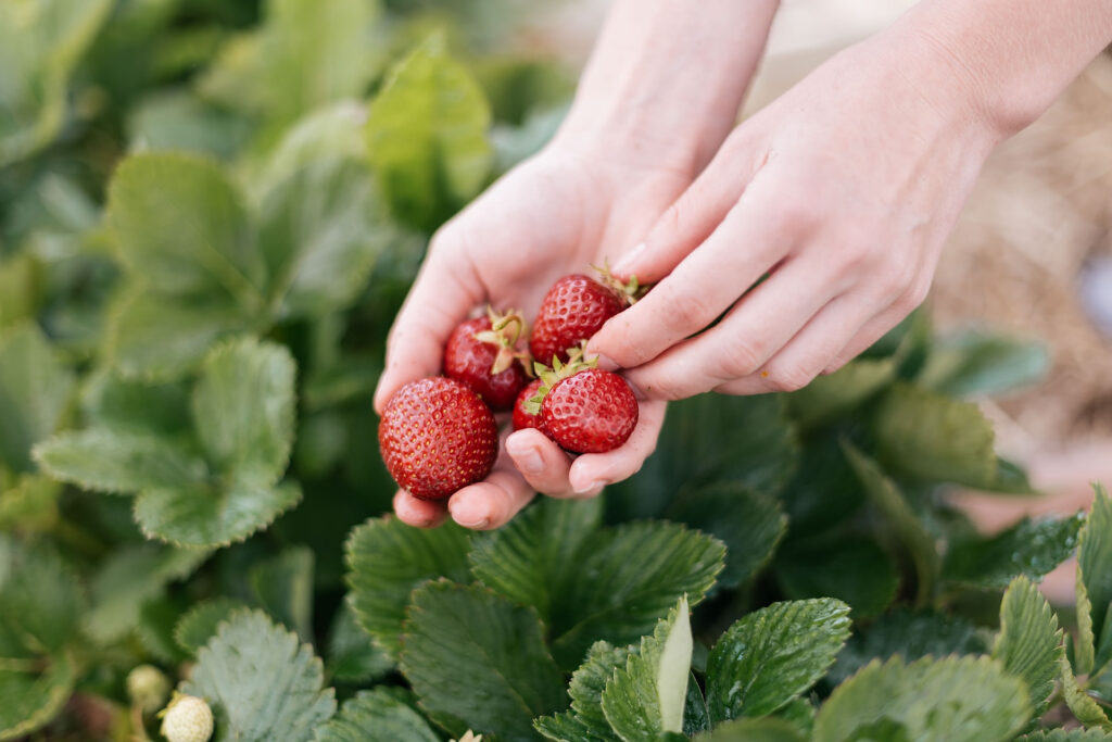 Woman's Hands Picking Fresh Strawberries