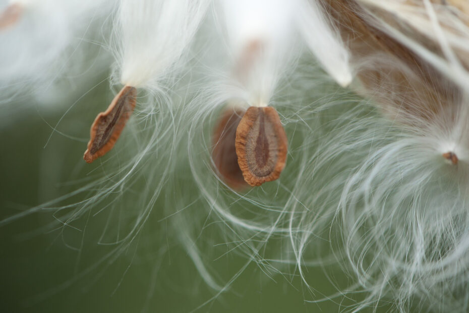 Closeup milkweed seed and feathering
