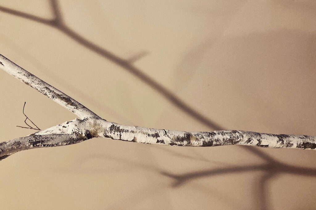 Detailed Birch Branch Painting