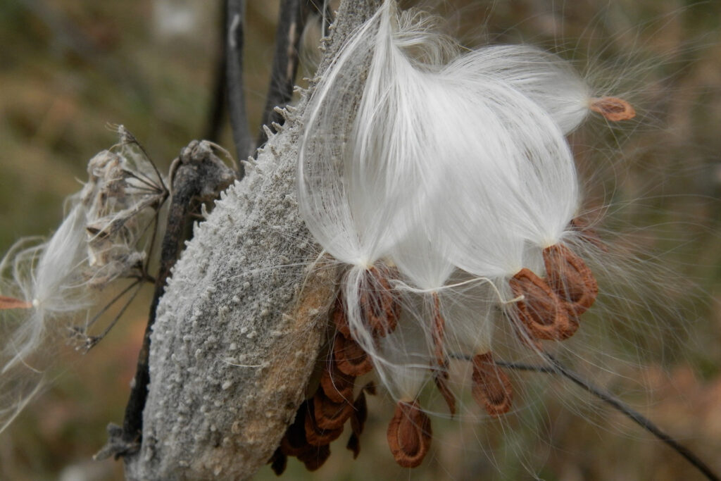 Milkweed pod bursting seeds