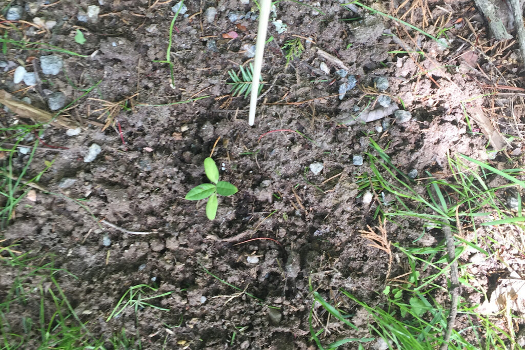 Transplanted milkweed seedling