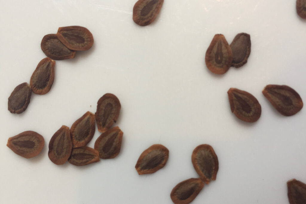 Milkweed seeds ready for cold stratification
