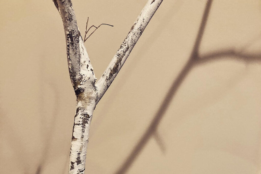 Painted Birch Branch Closeup