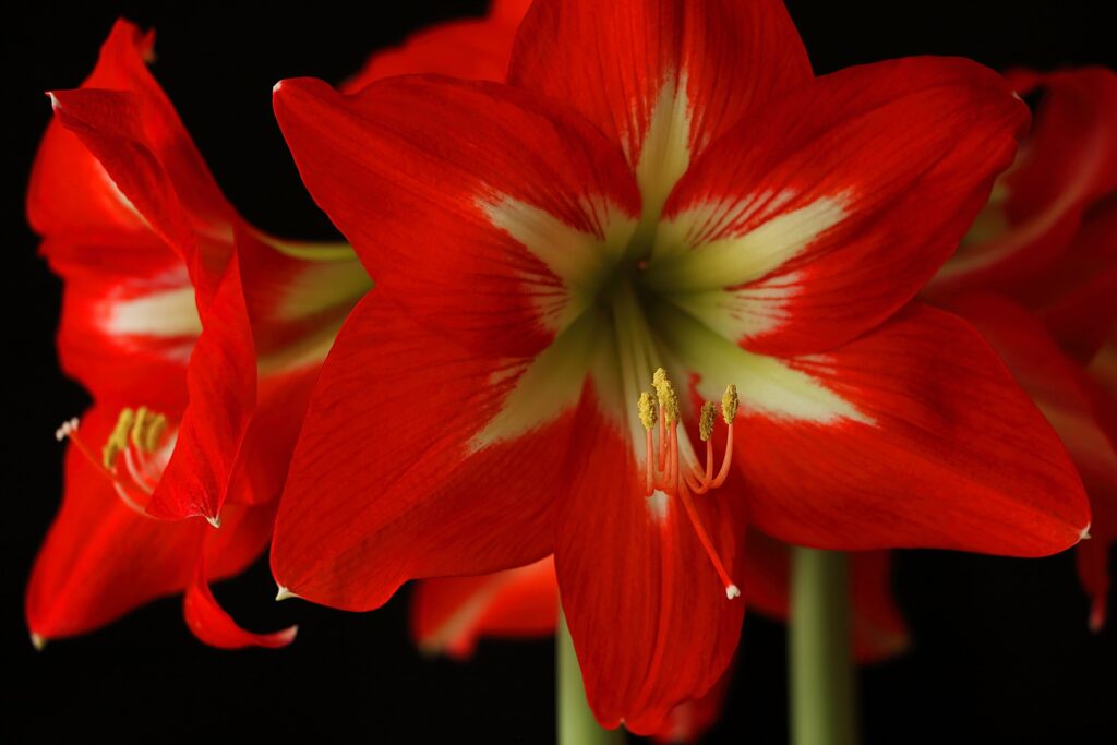 Closeup of red amaryllis blossom