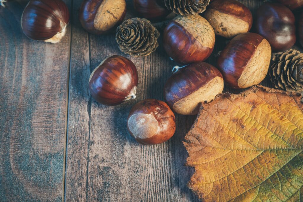 Chestnuts, pinecones and dried leaf