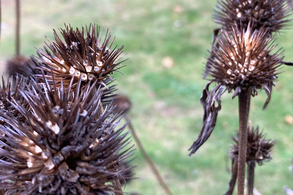 Closeup of dried coneflower seed heads