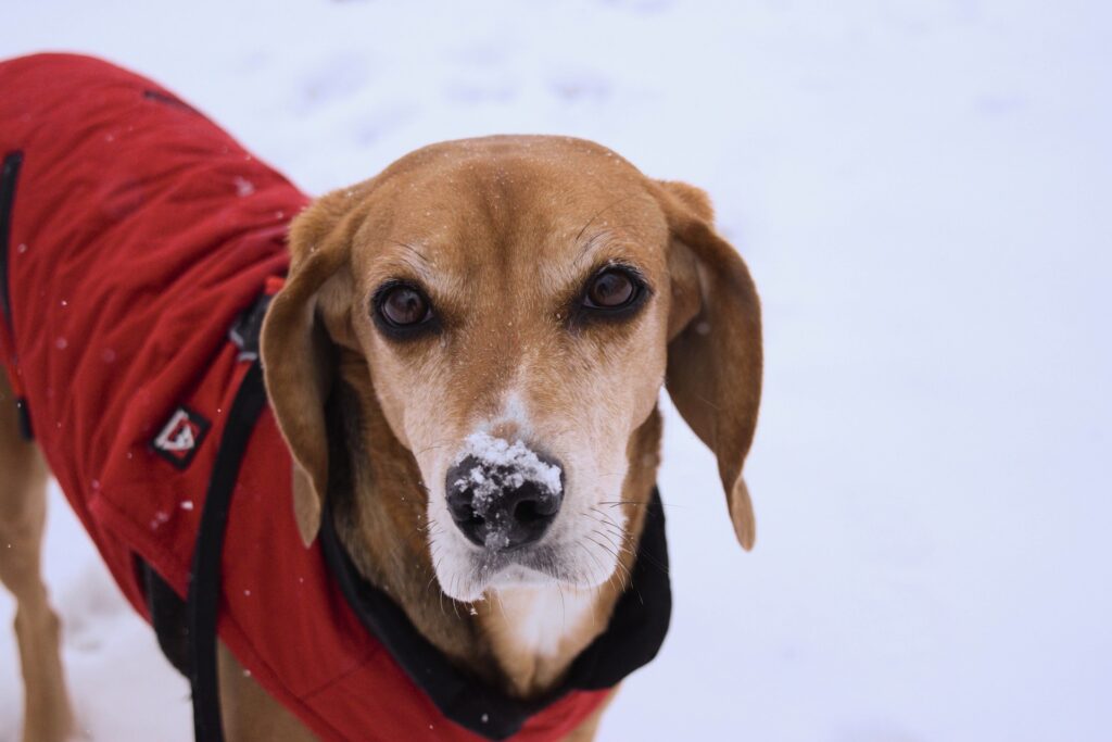 Long eared tan dog in red winter coat