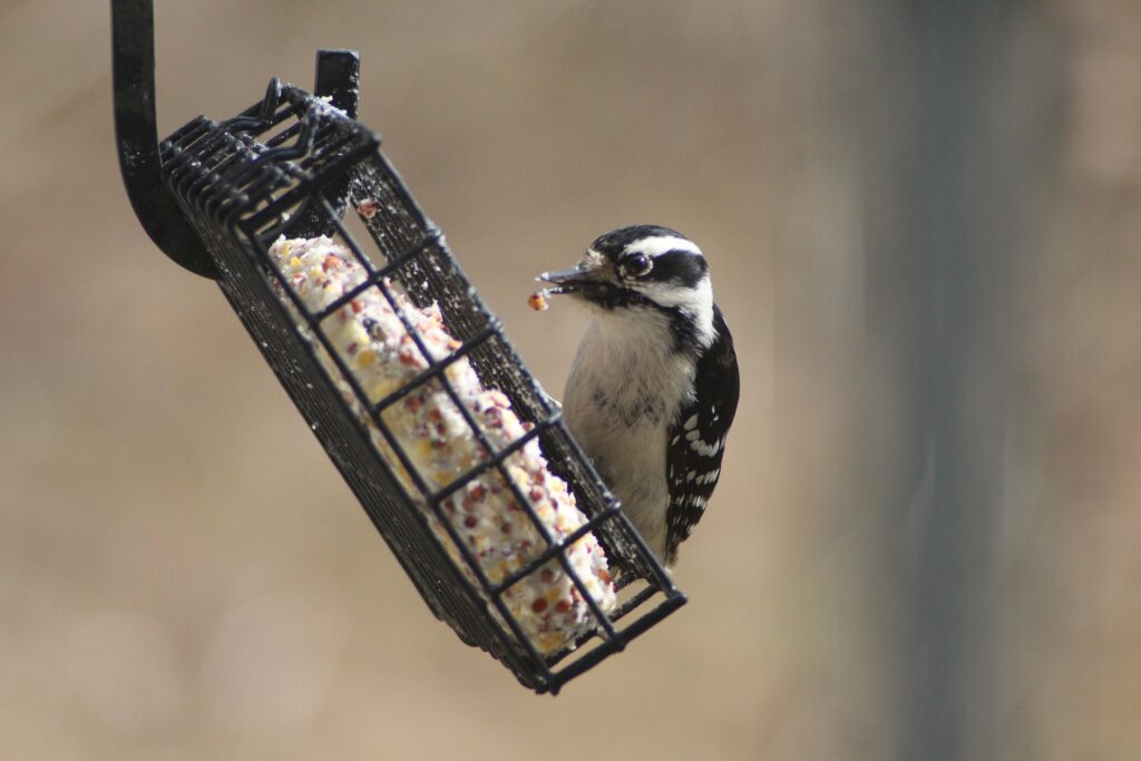 Woodpecker on suet feeder