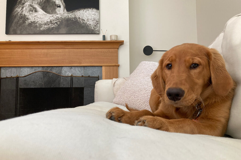 Young golden retriever laying on white sofa