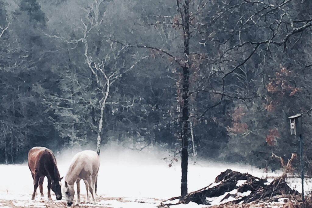 Horses in field