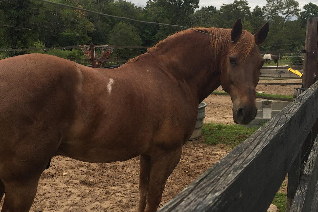 Chestnut gelding horse at fenceline