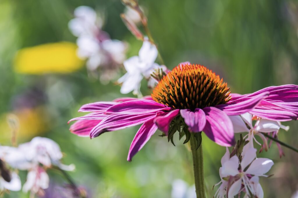 coneflower