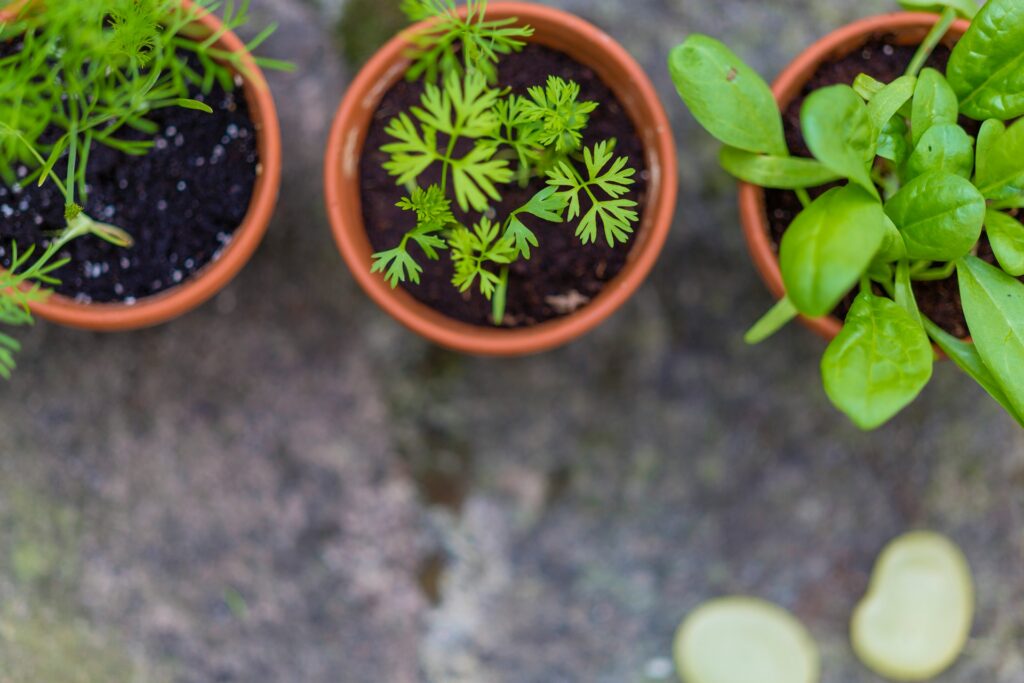 herbs in terracotta pots