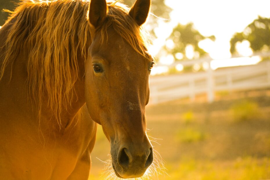 horse in pasture in golden sunlight