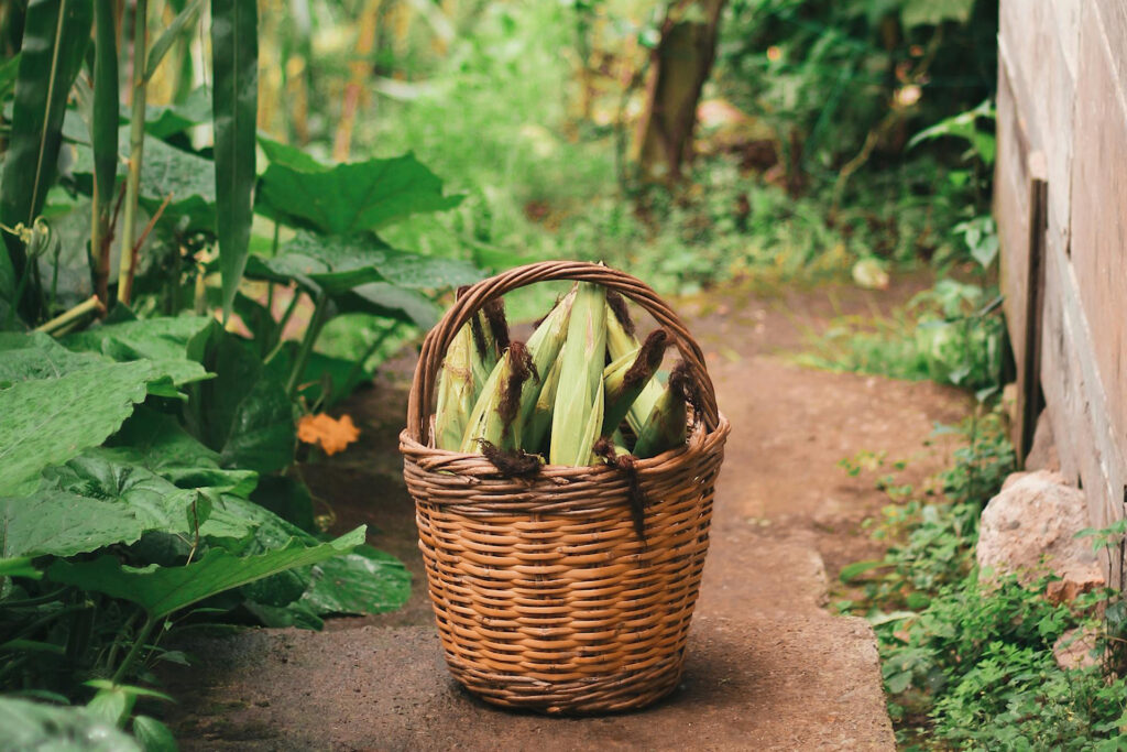 Corn in basket on garden pathway