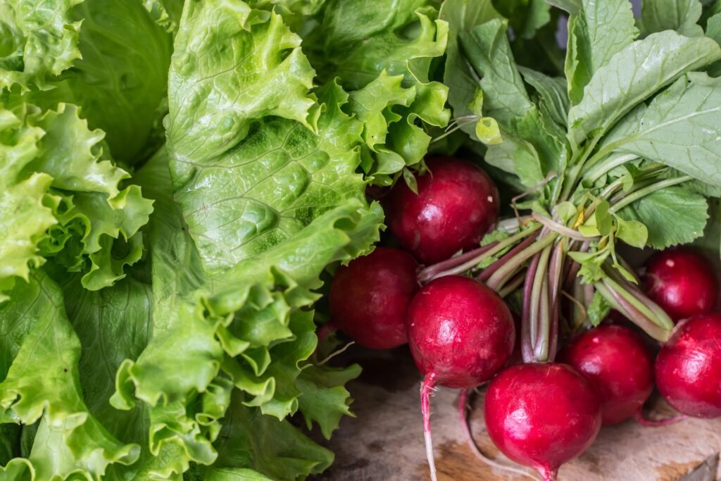 garden radish and lettuce