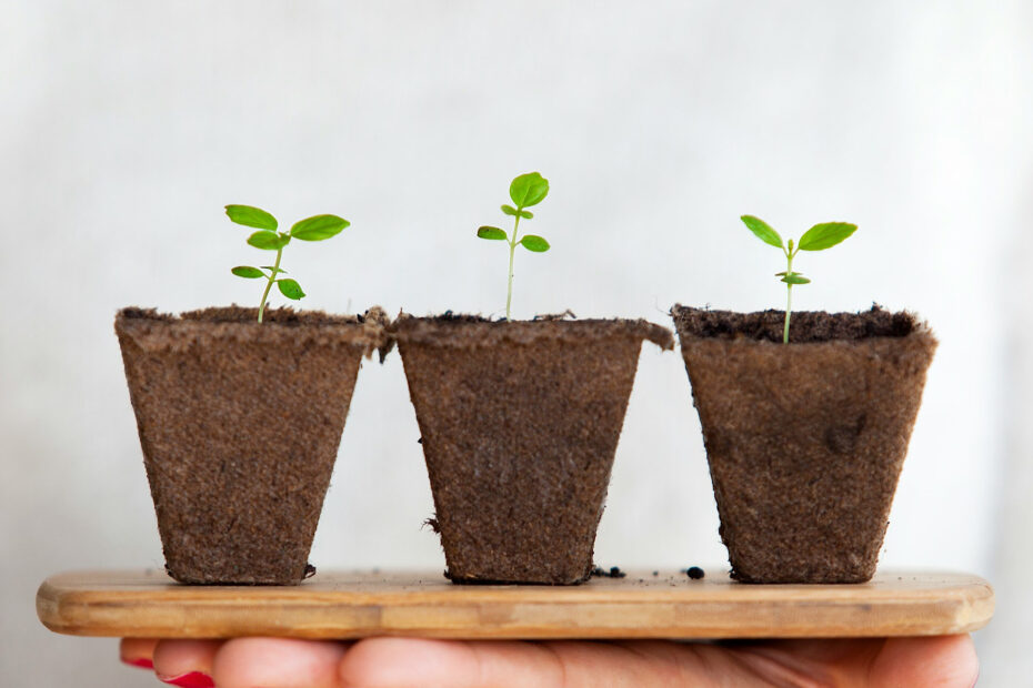three seedlings in compostable pots