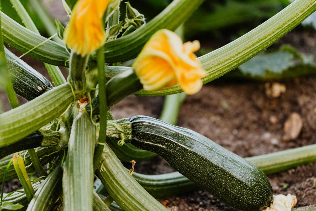 zucchini squash on vine with yellow blossoms