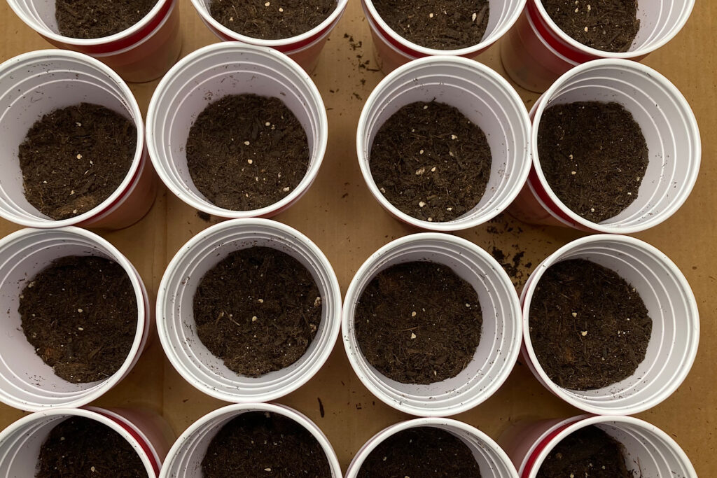 tomato seeds in soil filled solo cups