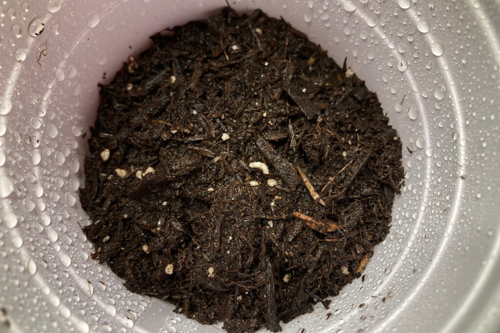 closeup of water-misted soil in solo cup