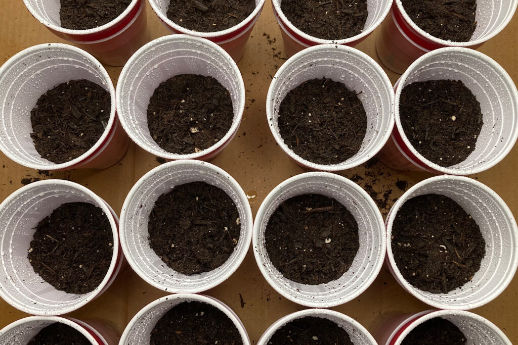 solo cups filled with dampened soil