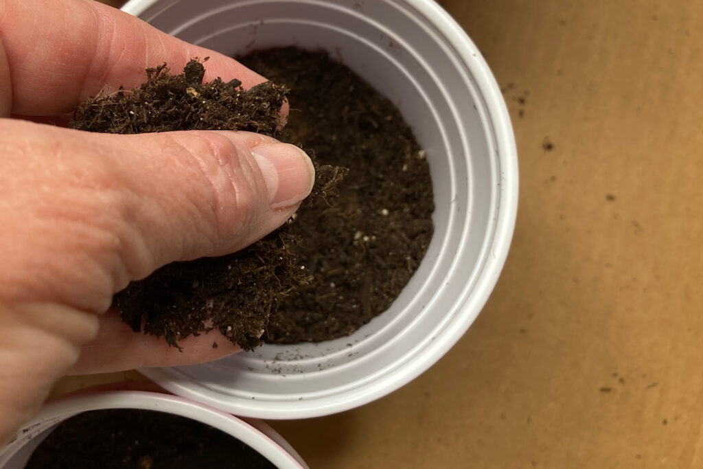 hand over solo cup covering tomato seeds with soil