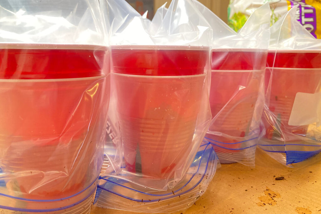 tomato seeds planted in solo cups covered with baggies