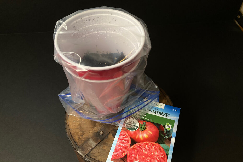 Tomato seeds in red solo cup with seed packet