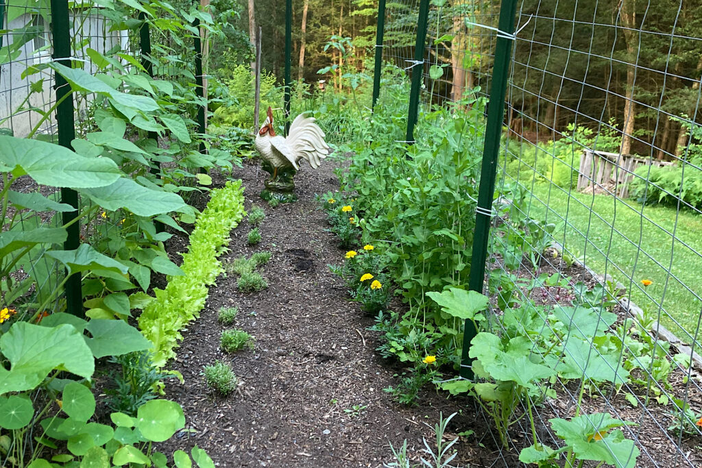 garden growth with trellis and ceramic rooster