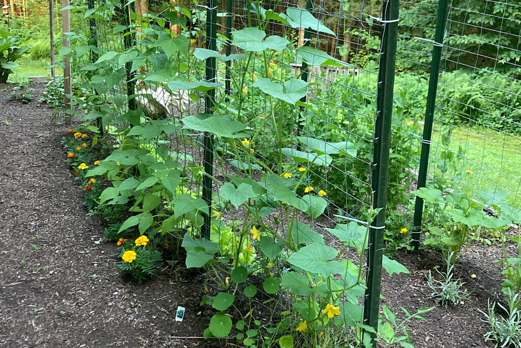 garden path with cucumber bean and marigold plants