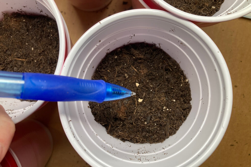 blue pen tip pointing at tomato seeds in solo cup