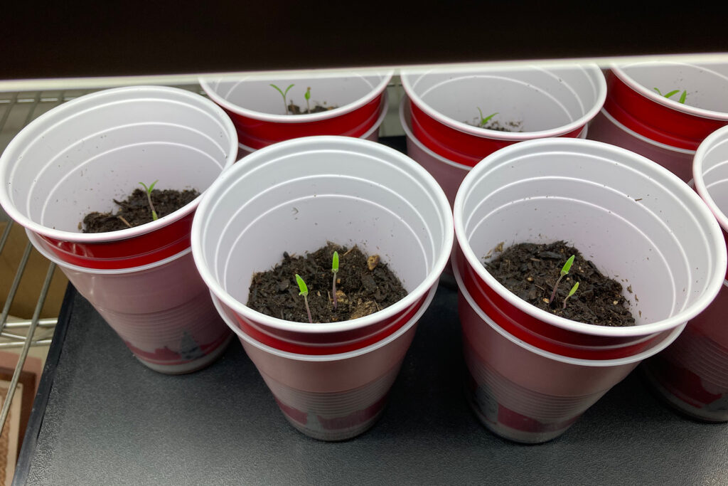 Grow Stronger Tomato Seedlings using the Double Cup Method! 