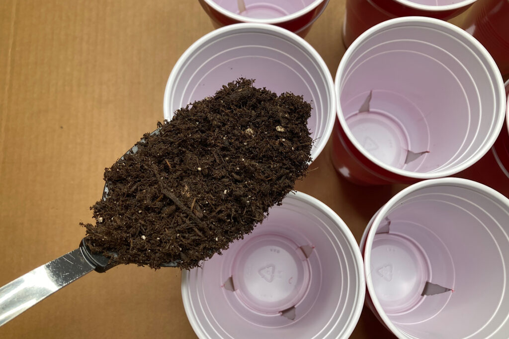 spoon of soil going into solo cups