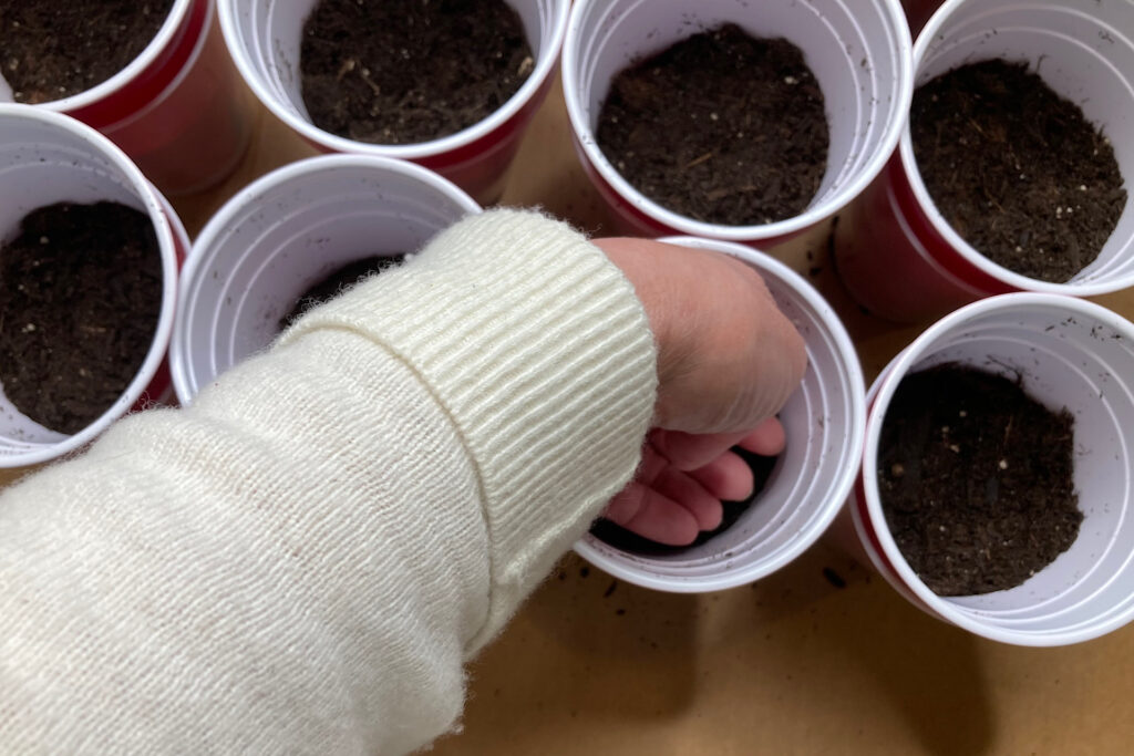 hand tamping soil into solo cup