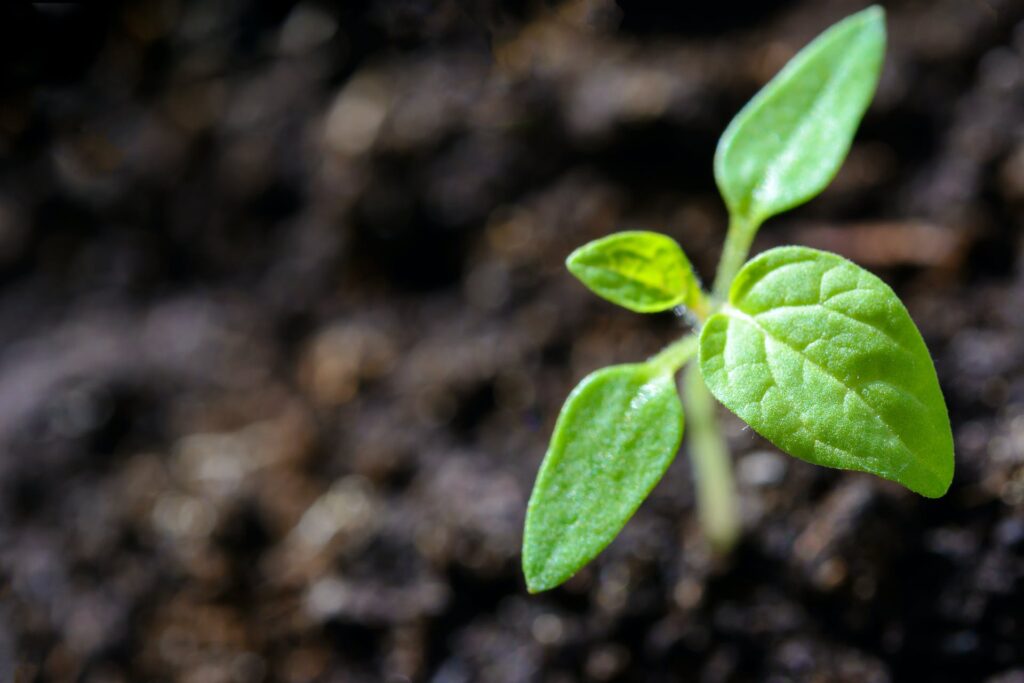 Single tomato seedling in soil.