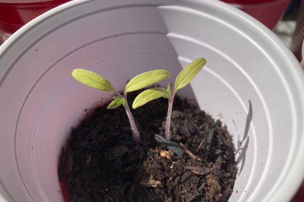 Two Tomato Seedlings in Cup