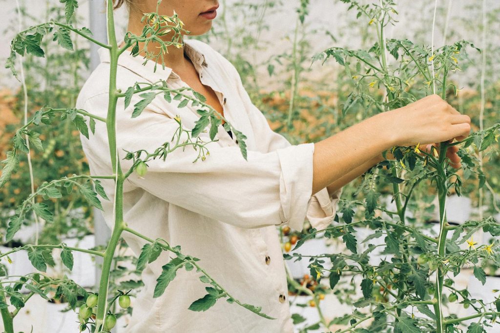 Woman's hands tending tomato plant