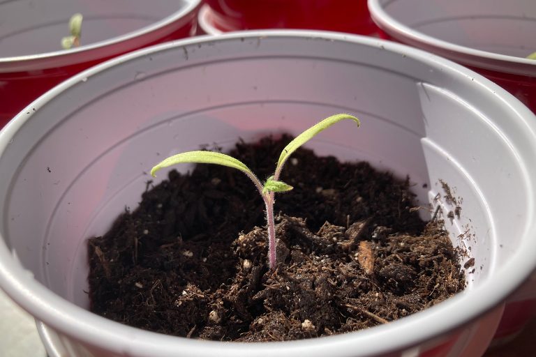 Tomato Seedling in Solo Cup
