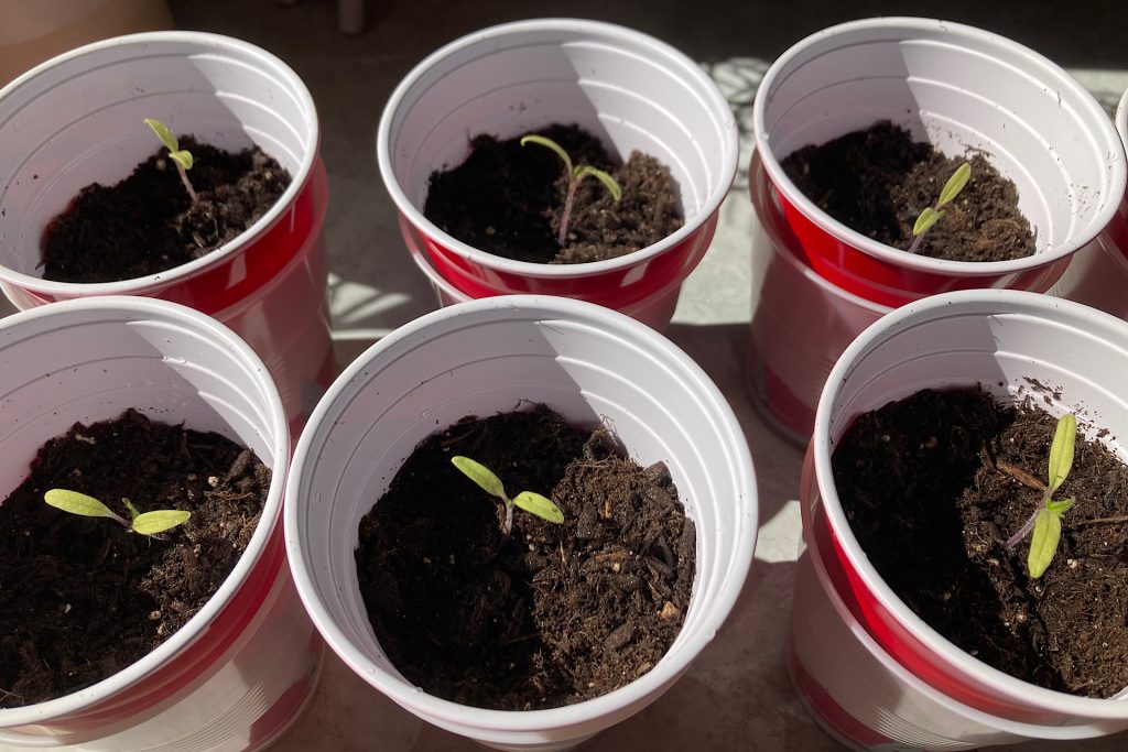 Tomato Seedlings in Cups