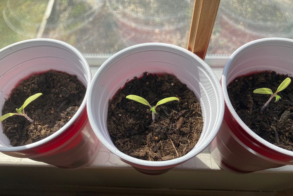 Three Seedling Cups on Windowsill