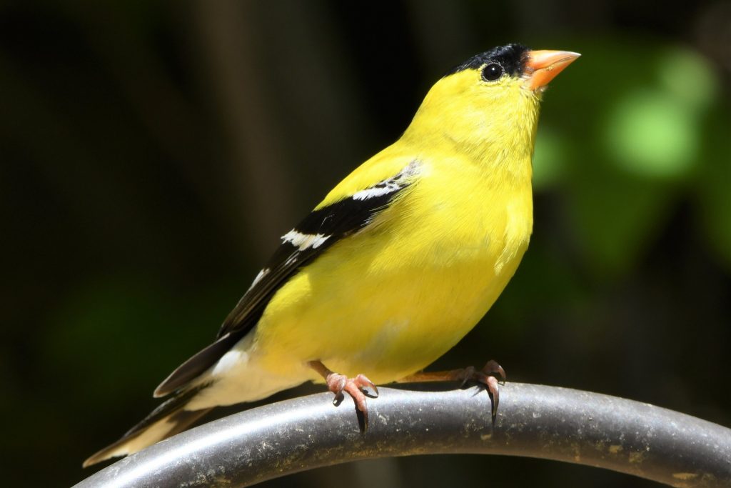 american goldfinch on perch