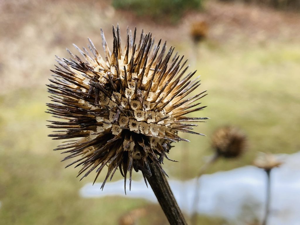 dried echinacea seed head