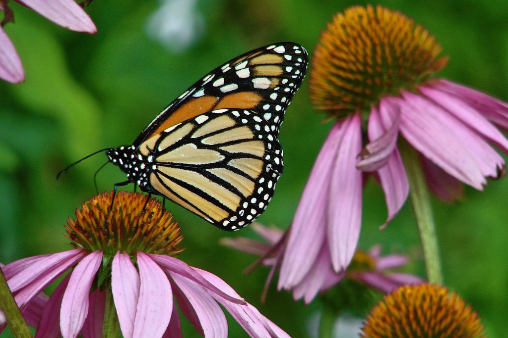 butterfly on echinacea bloom