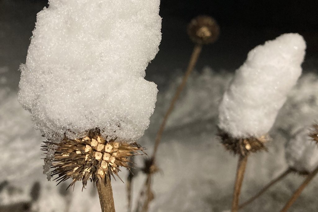 echinacea seed heads covered in snow - natural cold stratification