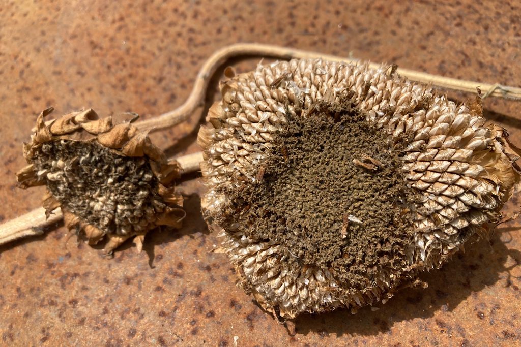 Closeup of dried sunflower seed heads