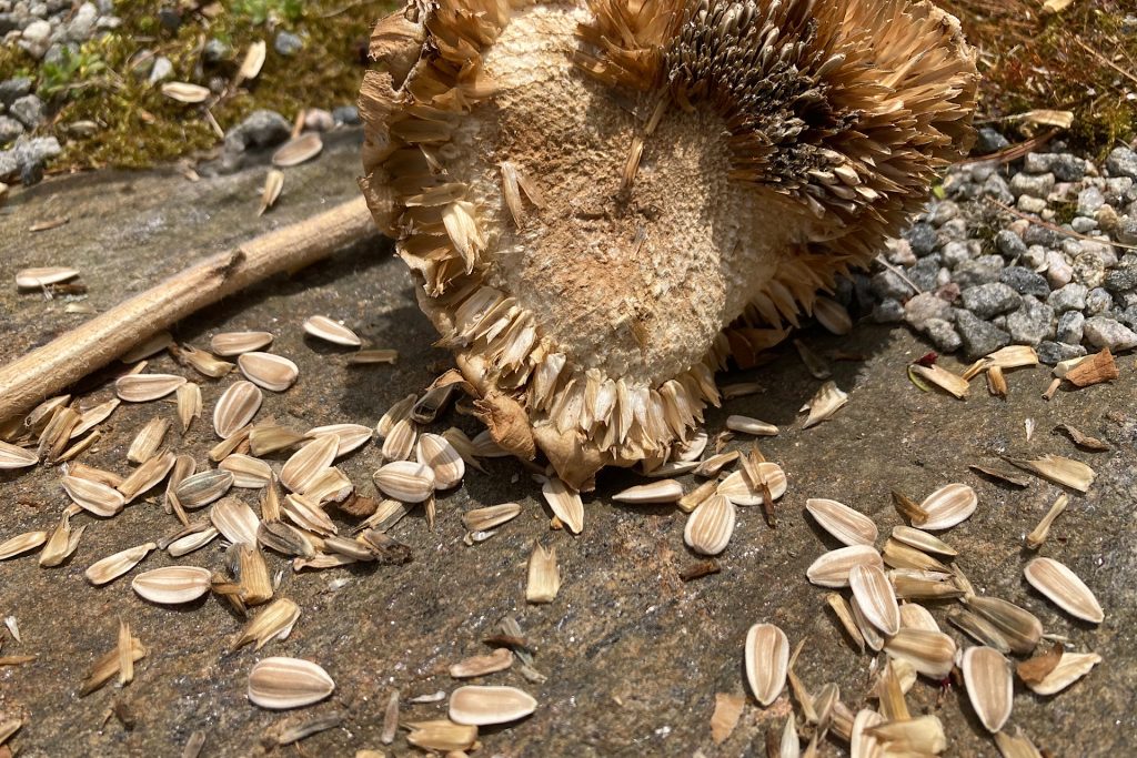 Sunflower seeds removed from seedhead
