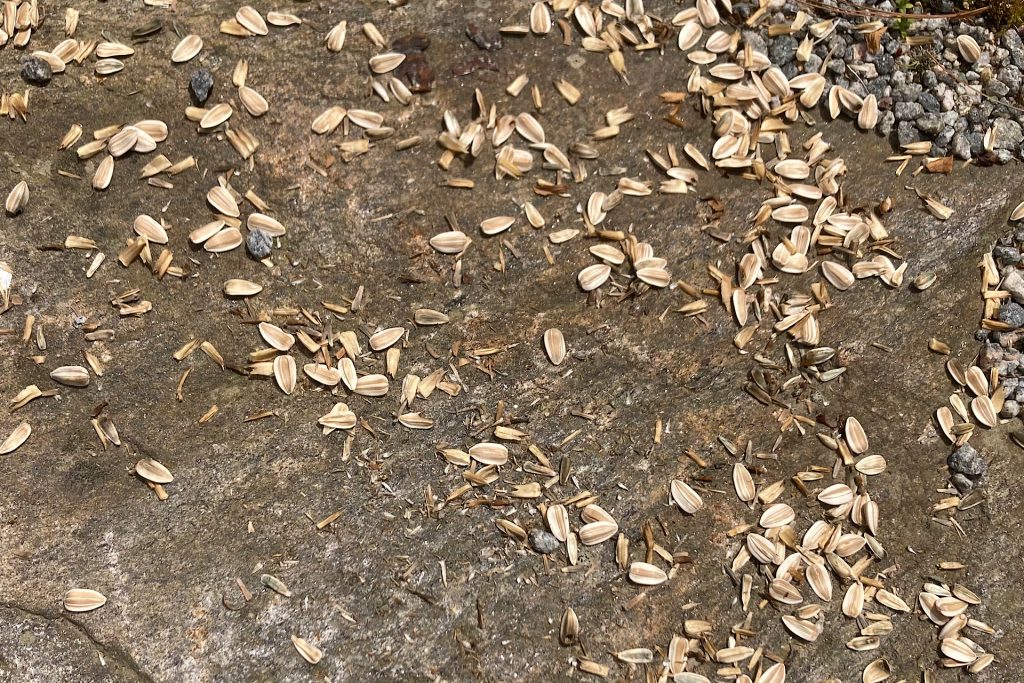 scattered seeds for birds