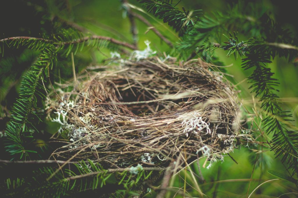 bird nest in evergreen