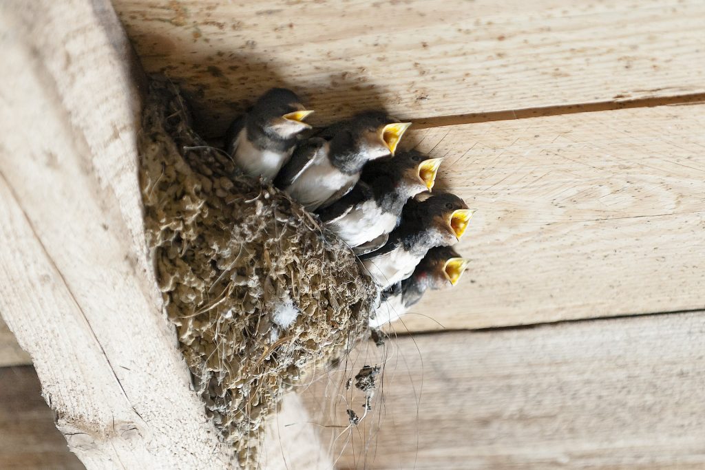 barn swallows in mud nest